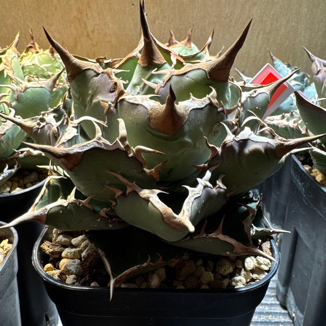 アガベ　オテロイ　実生　選抜　オアハカ　FO フィリグリー クラウン　チタノタ