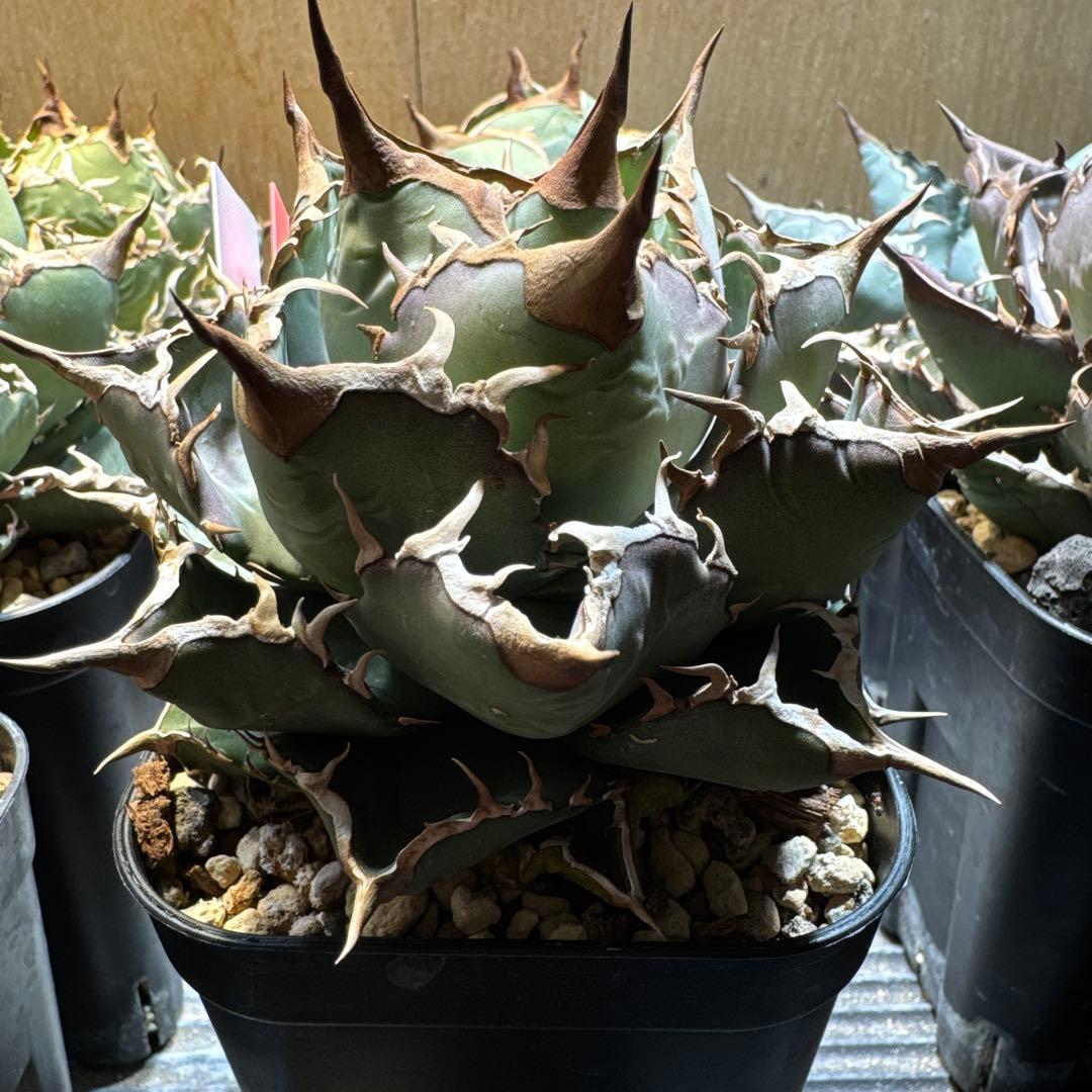 アガベ　オテロイ　実生　選抜　オアハカ　FO フィリグリー クラウン　チタノタ