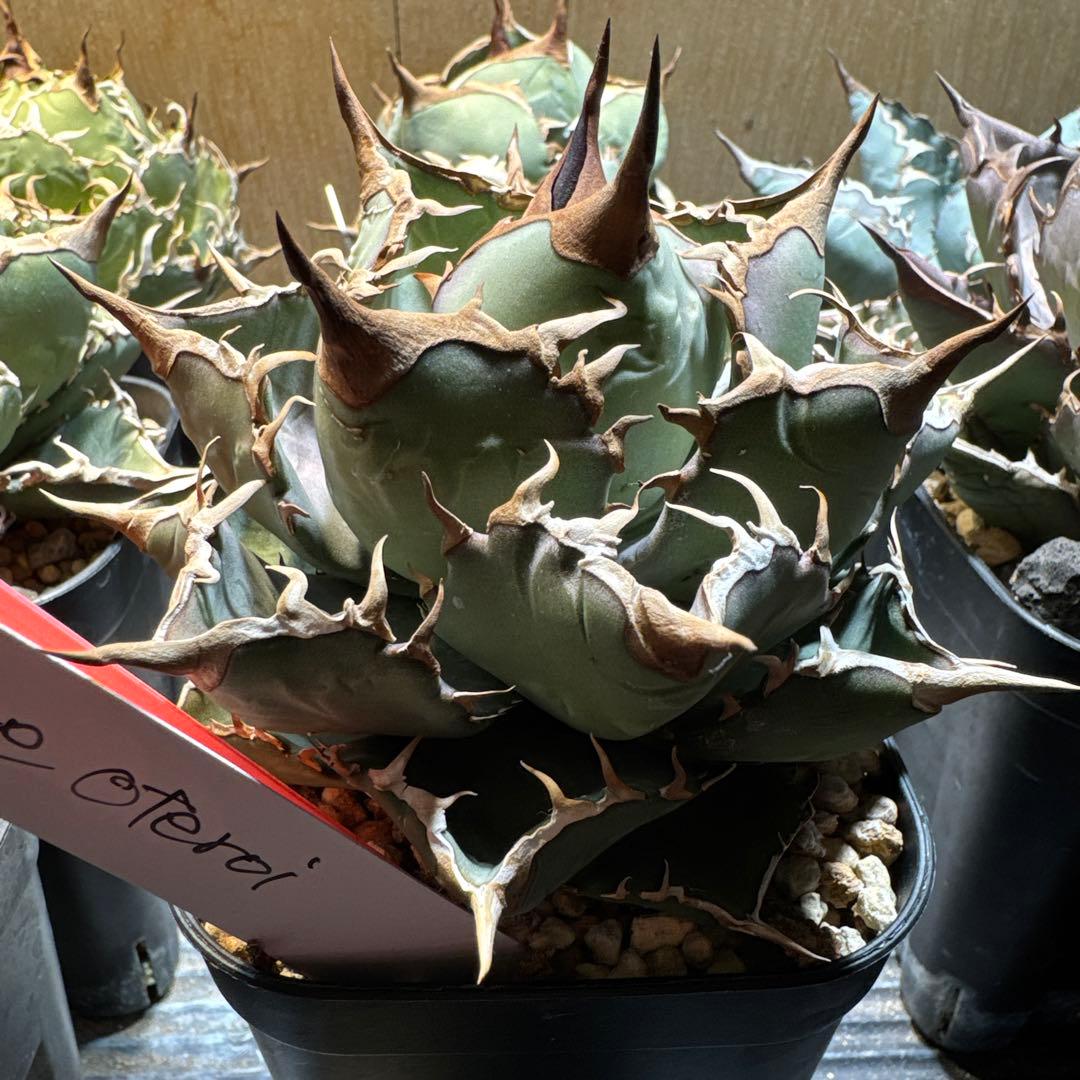 アガベ　オテロイ　実生　選抜　オアハカ　FO フィリグリー クラウン　チタノタ