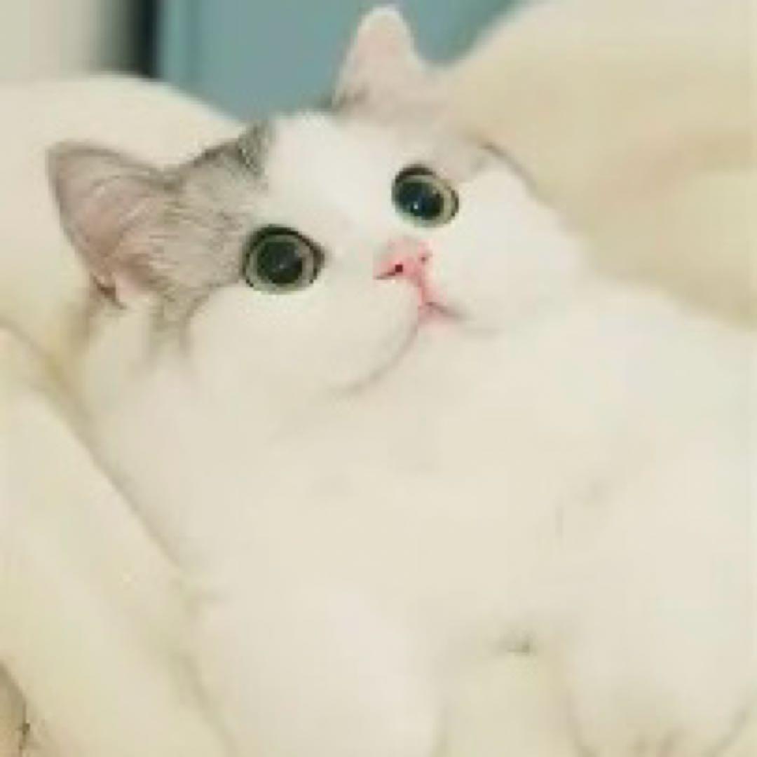 新品未使用！レミントン　人工筋肉サポーター 膝パワーウォーク Lサイズ…2枚