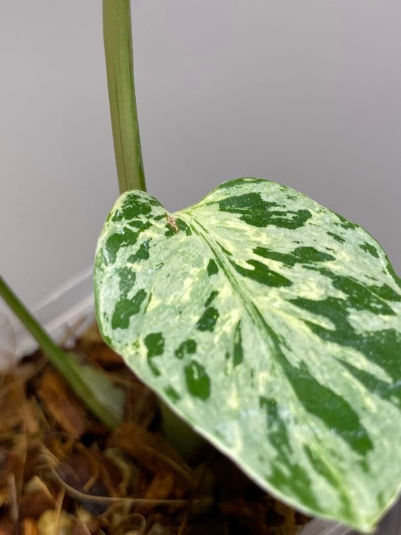 【全葉斑入り‼️】モンステラ　デリシオーサ　バルバソー　フシギダネ/ベトシオーサ
