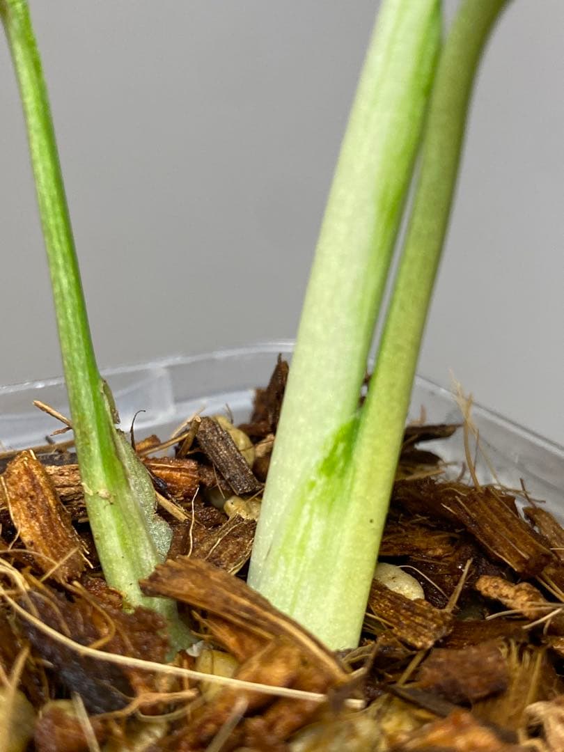 【全葉斑入り‼️】モンステラ　デリシオーサ　バルバソー　フシギダネ/ベトシオーサ