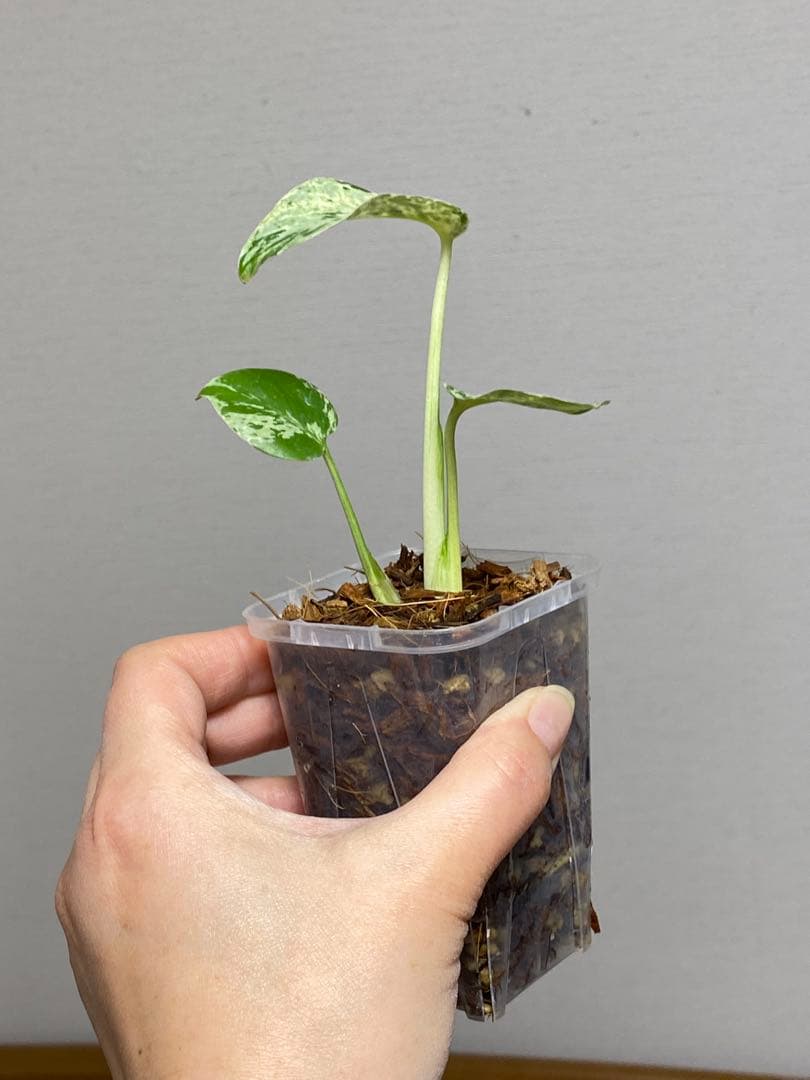 【全葉斑入り‼️】モンステラ　デリシオーサ　バルバソー　フシギダネ/ベトシオーサ