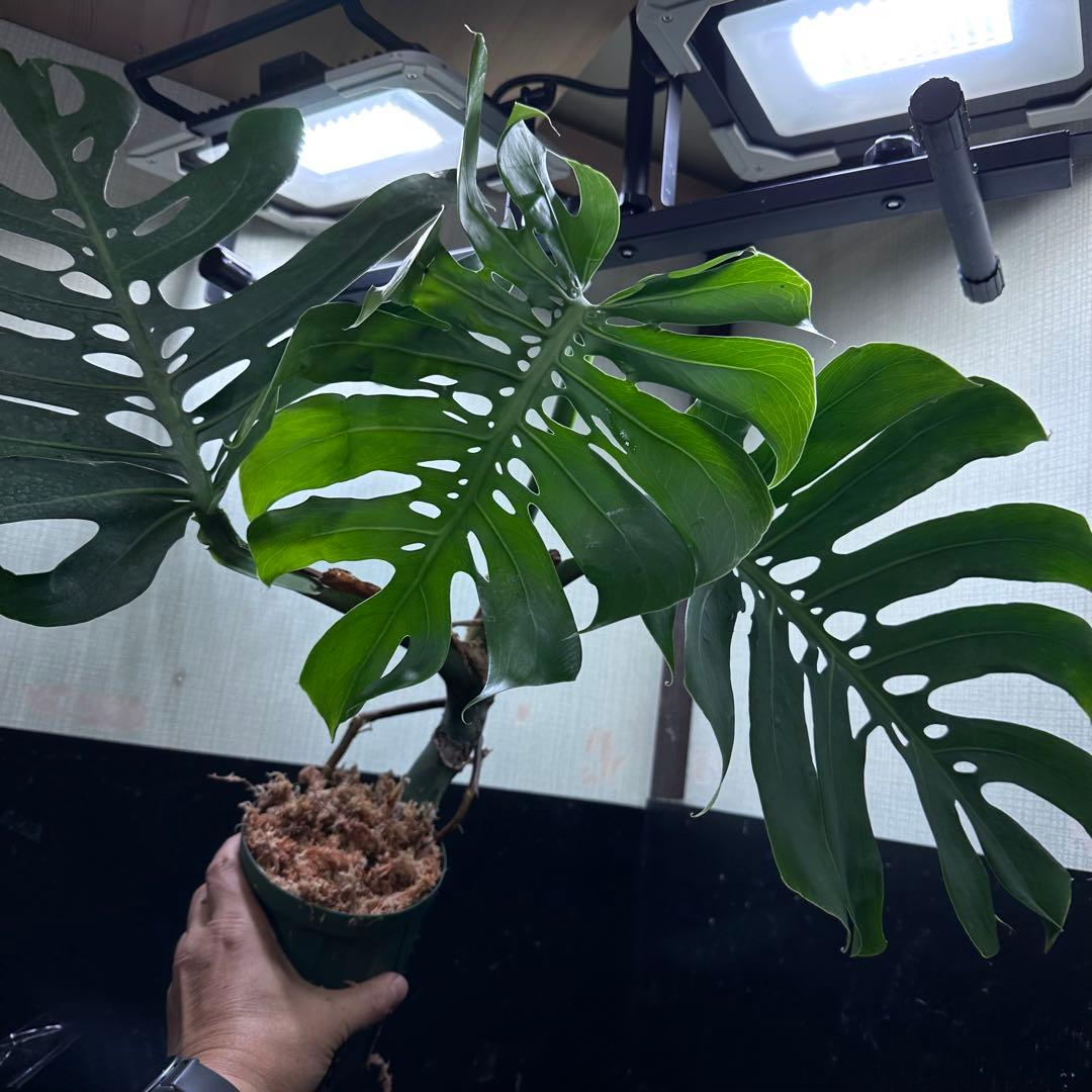 T*K様 モンステラデリシオーサマクロコズム超希少系統鉢植え56㎝