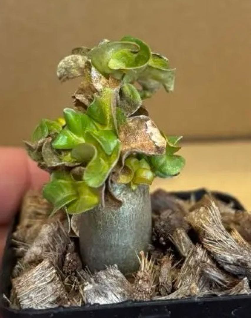 おりーぶ様確認用