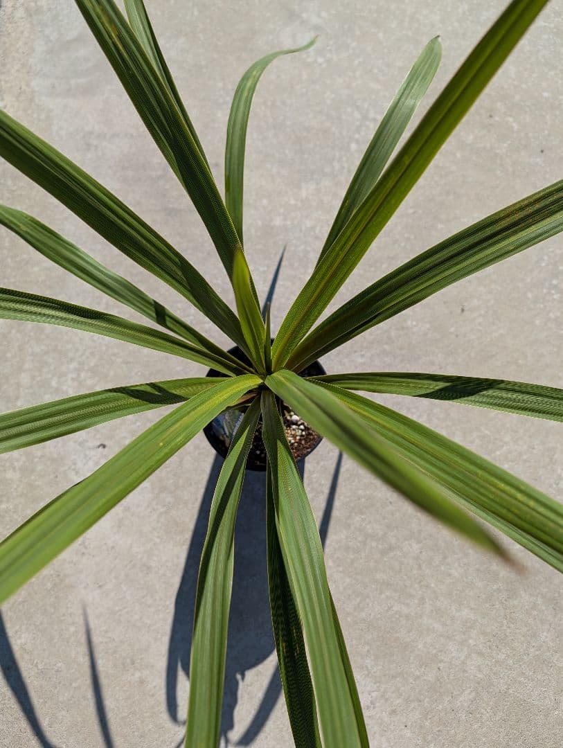 【リピ割Grand Grenier様】コルジリネ 4種セット188