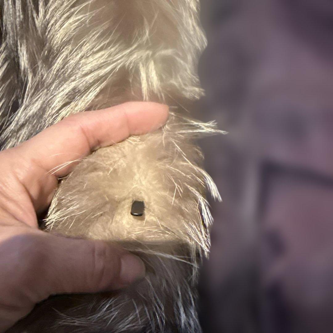 SAGA FOX 毛皮コート ブラウン系