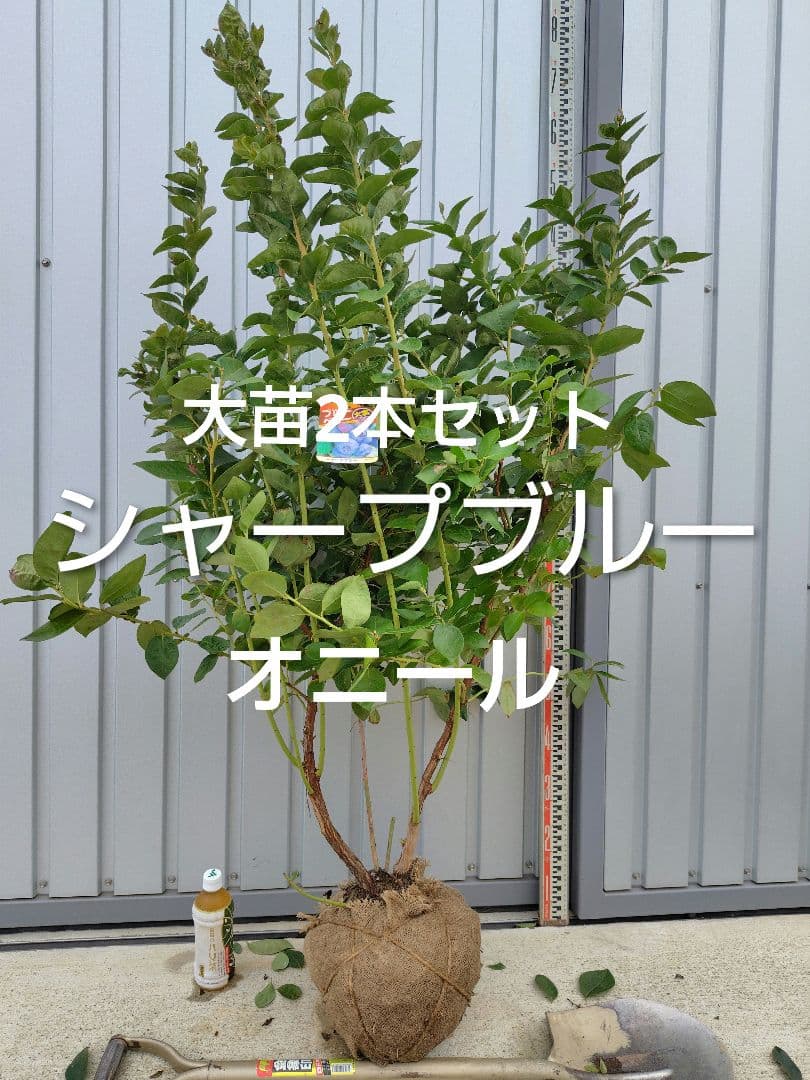 ブルーベリー苗　シャープブルー＆オニール大苗2本セット