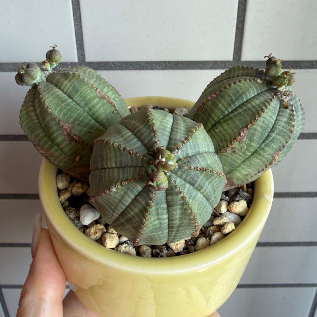 よ*ね様 ユーフォルビア オベサ 3頭 トリプルヘッド