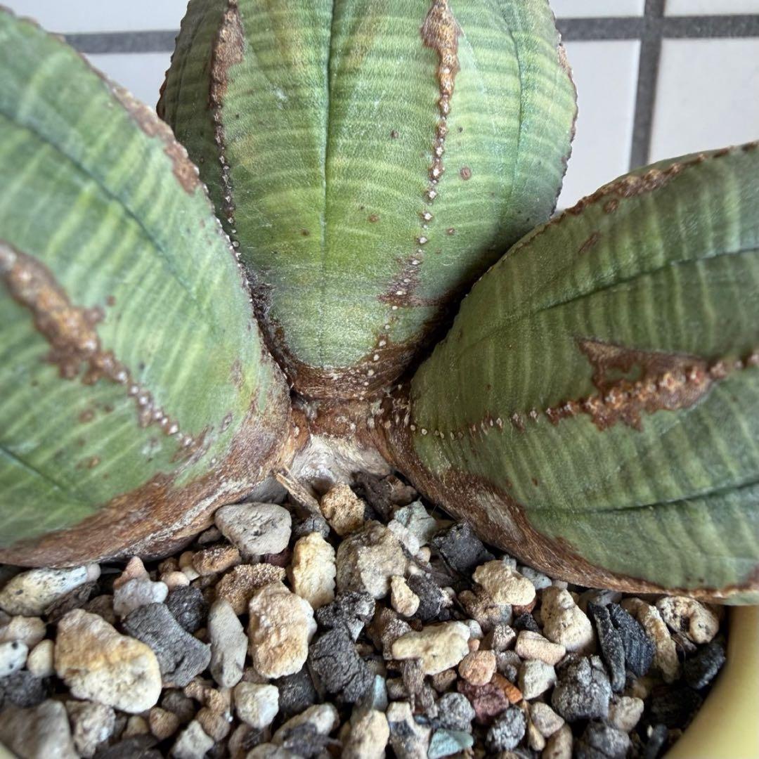 よ*ね様 ユーフォルビア オベサ 3頭 トリプルヘッド