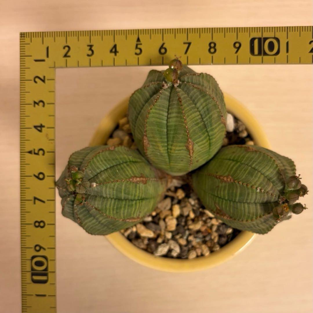 よ*ね様 ユーフォルビア オベサ 3頭 トリプルヘッド