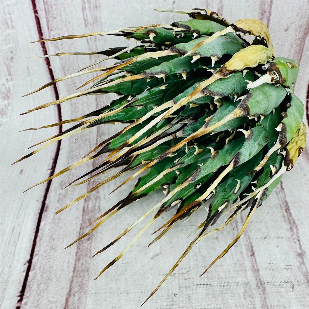 1 アガベ ユタエンシス　エボリスピナ ロングスパイン 現地株