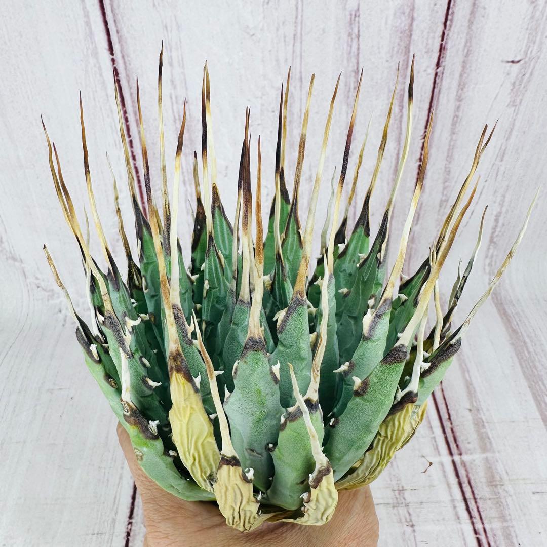 1 アガベ ユタエンシス　エボリスピナ ロングスパイン 現地株