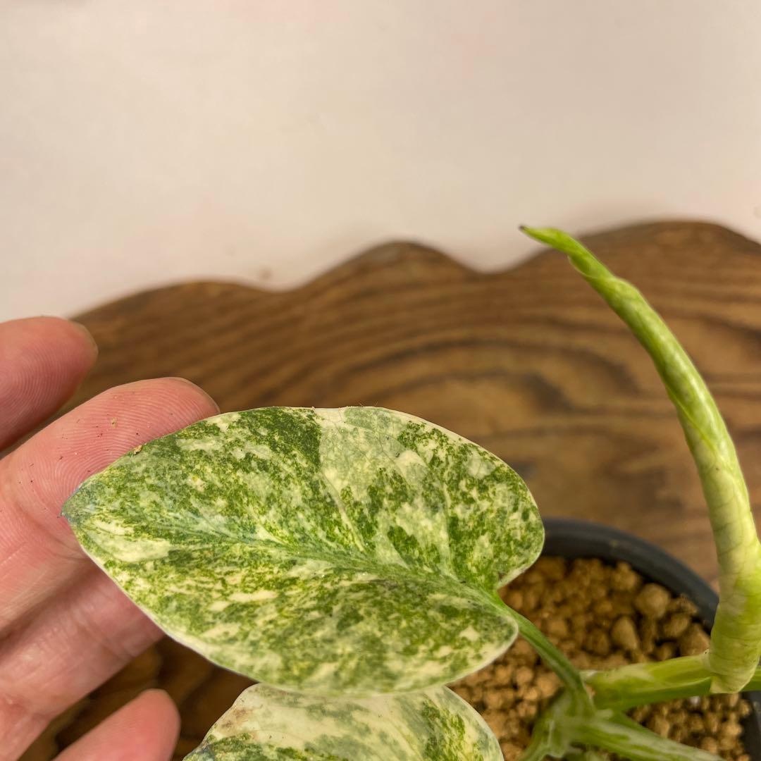 j*@様 ms30モンステラ　デリシオーサ　レガシー　斑入り　legacy Va