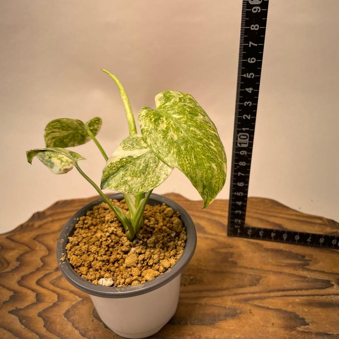 j*@様 ms30モンステラ　デリシオーサ　レガシー　斑入り　legacy Va