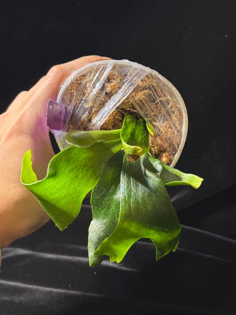 【RP】P.Rod Pattison sporelingロッドパティソン