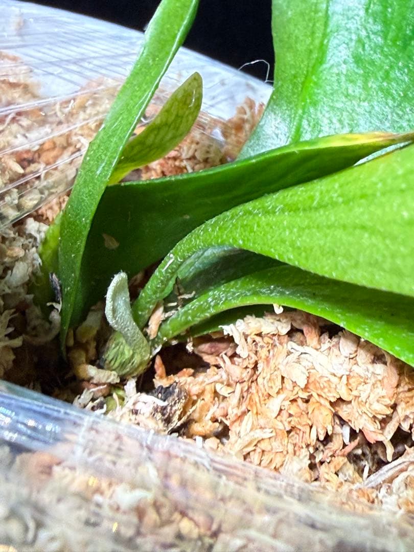 【RP】P.Rod Pattison sporelingロッドパティソン