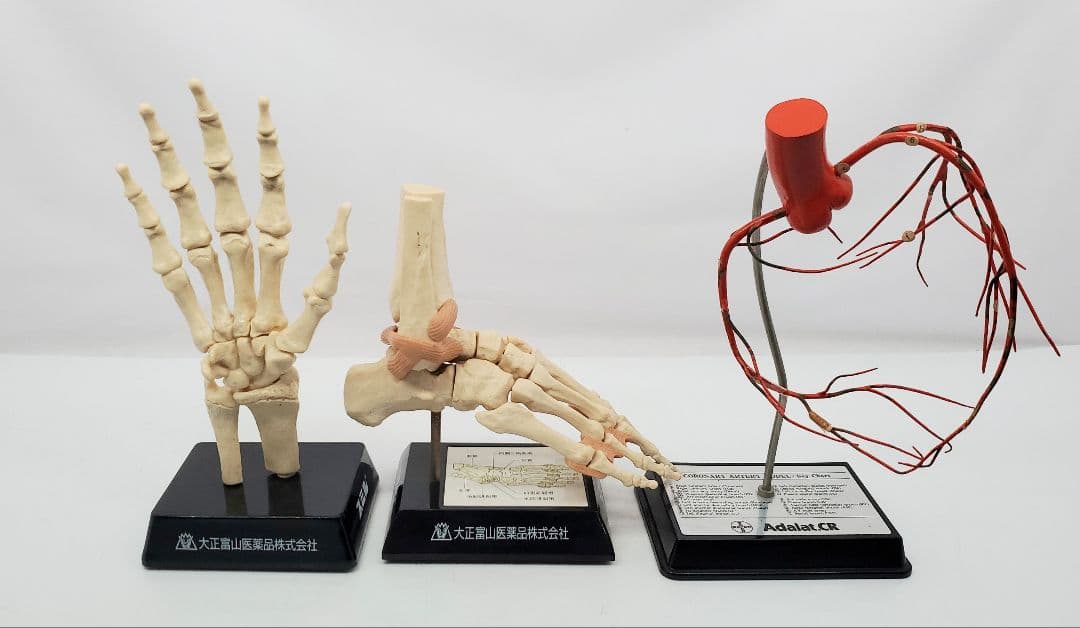 冠状動脈模型 手　足　骨格模型　大正富山