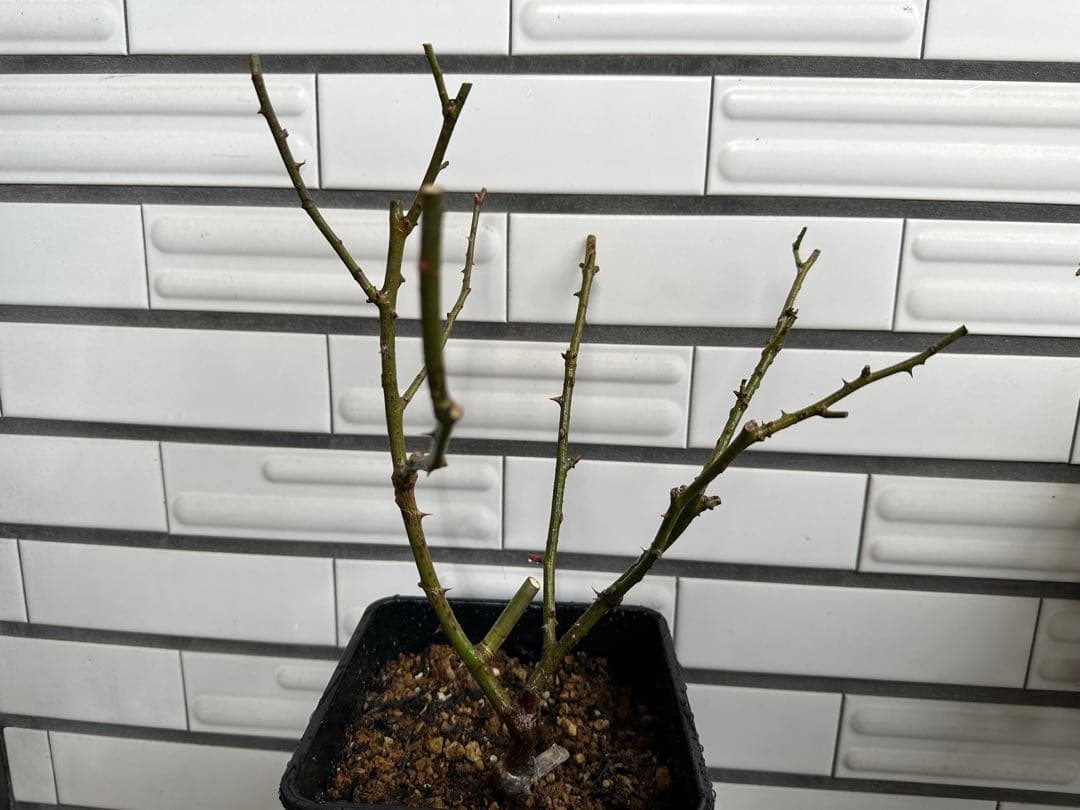 ポルトブルー　6号鉢　正規品　人気品種　バラ苗