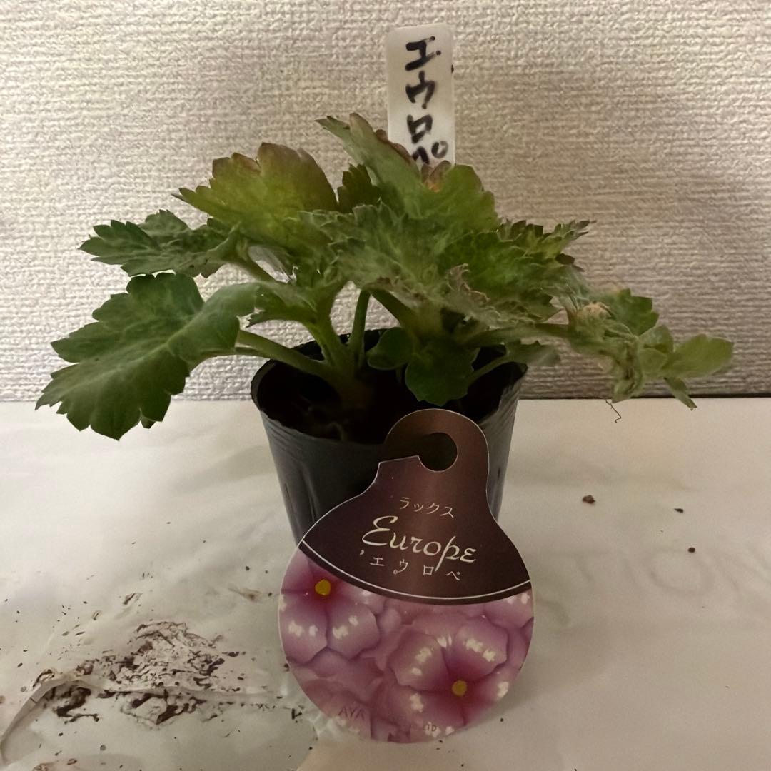 ラナンキュラスラックス苗、ロティス、ラベル付き