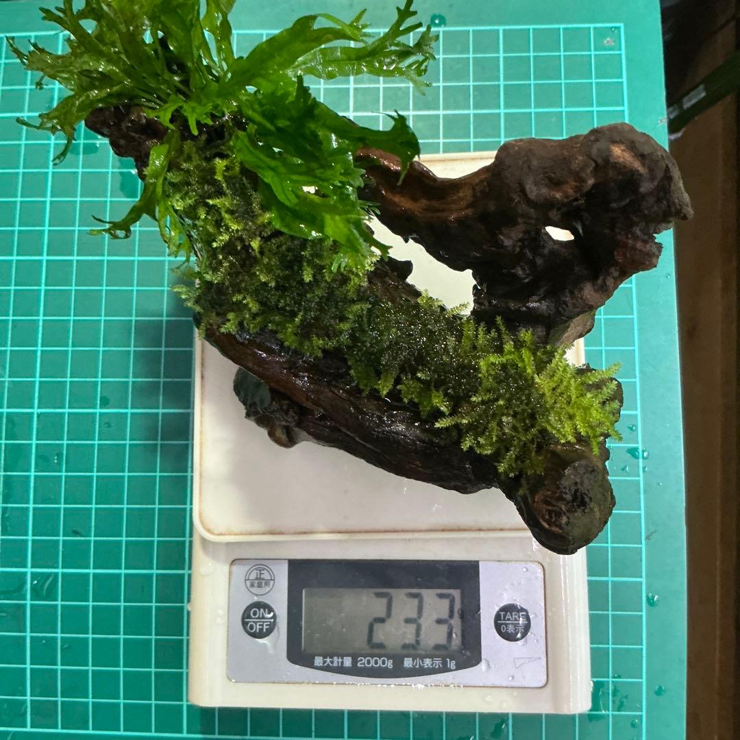 【速達】良型！ジャワモス活着キリンミニ20cmと南米モスミクロ17cm