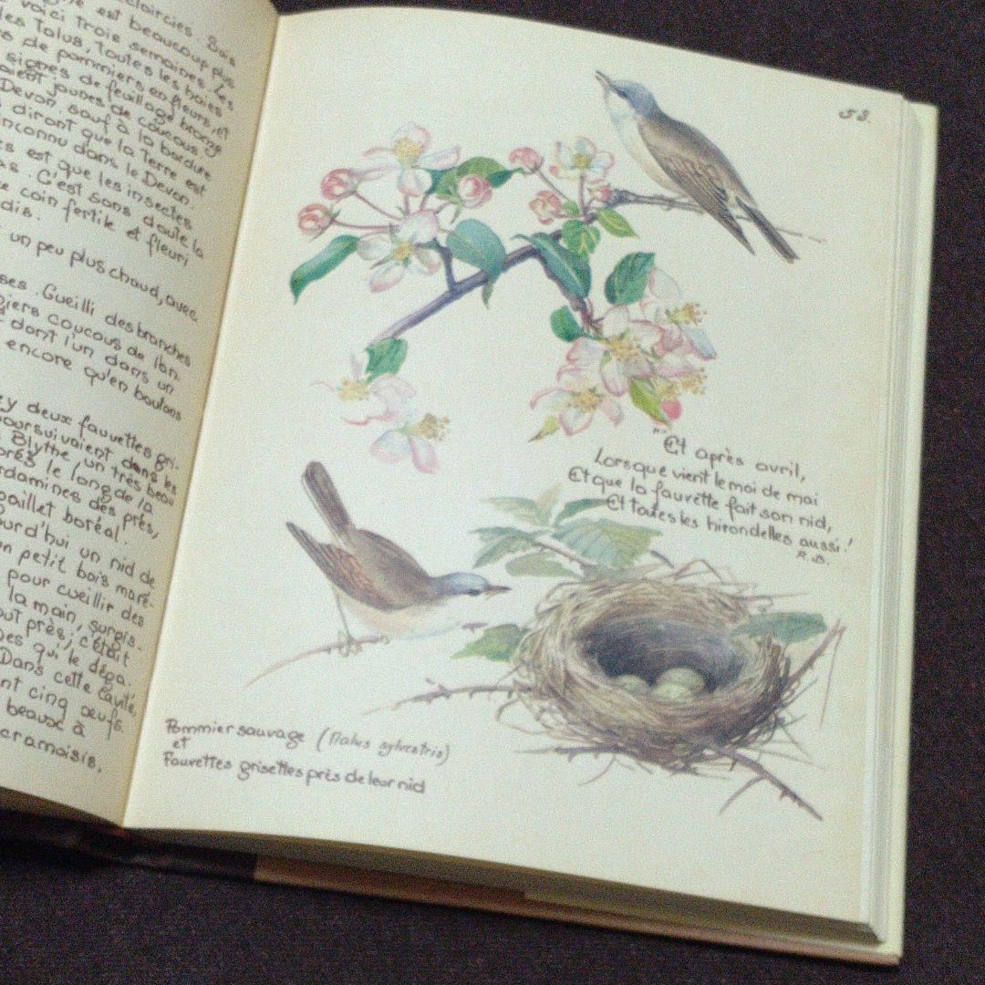 洋書　edith holden　イーディス•ホールディン　カントリーダイアリー