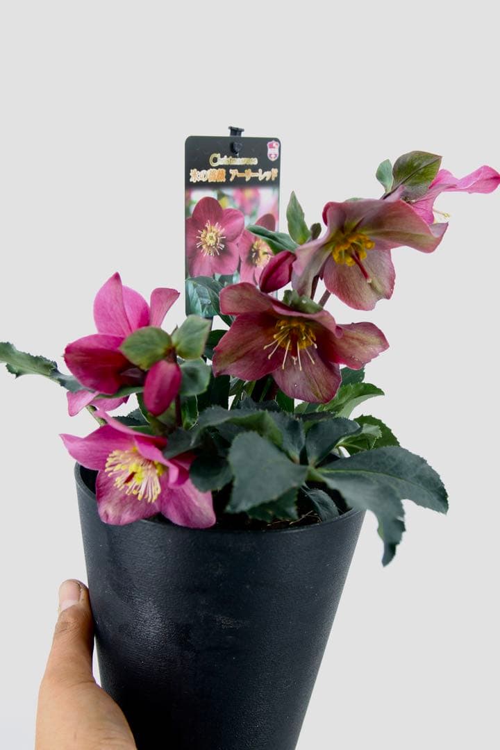 クリスマスローズ　氷の薔薇　6鉢セット