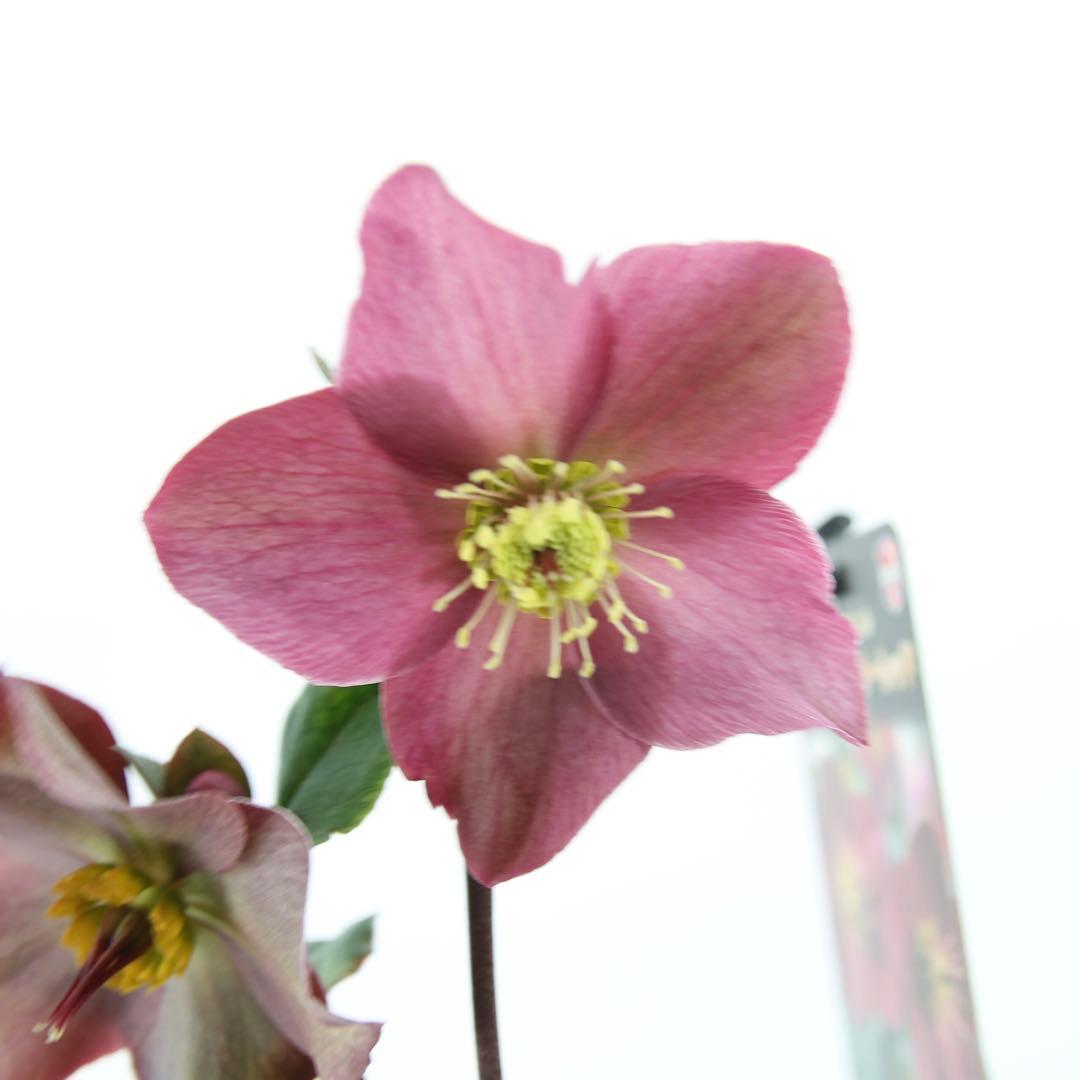 クリスマスローズ　氷の薔薇　6鉢セット