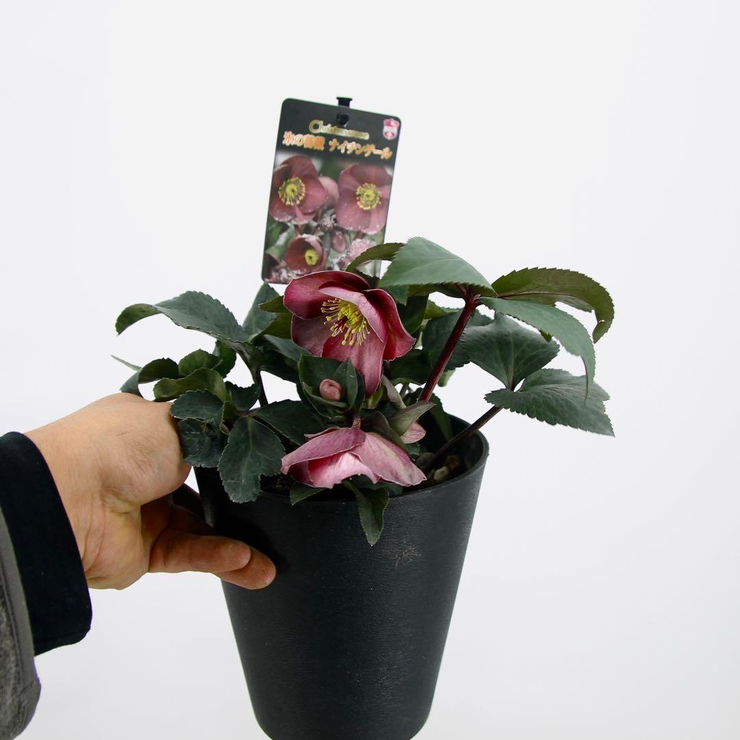 クリスマスローズ　氷の薔薇　6鉢セット