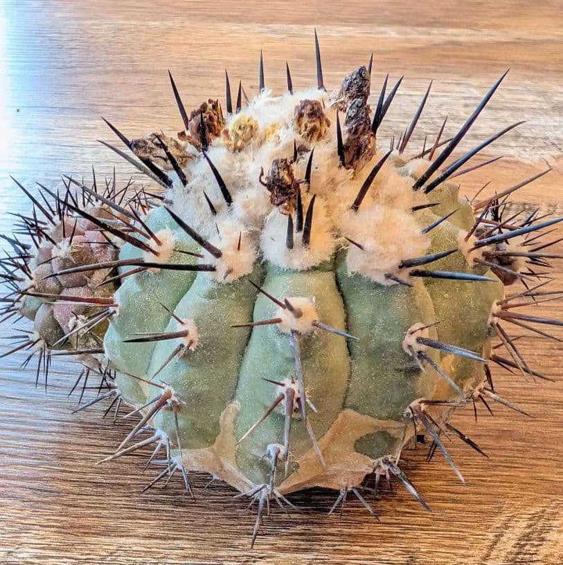 p*-様 【特選】コピアポア　シネレア　黒王丸 ⑦