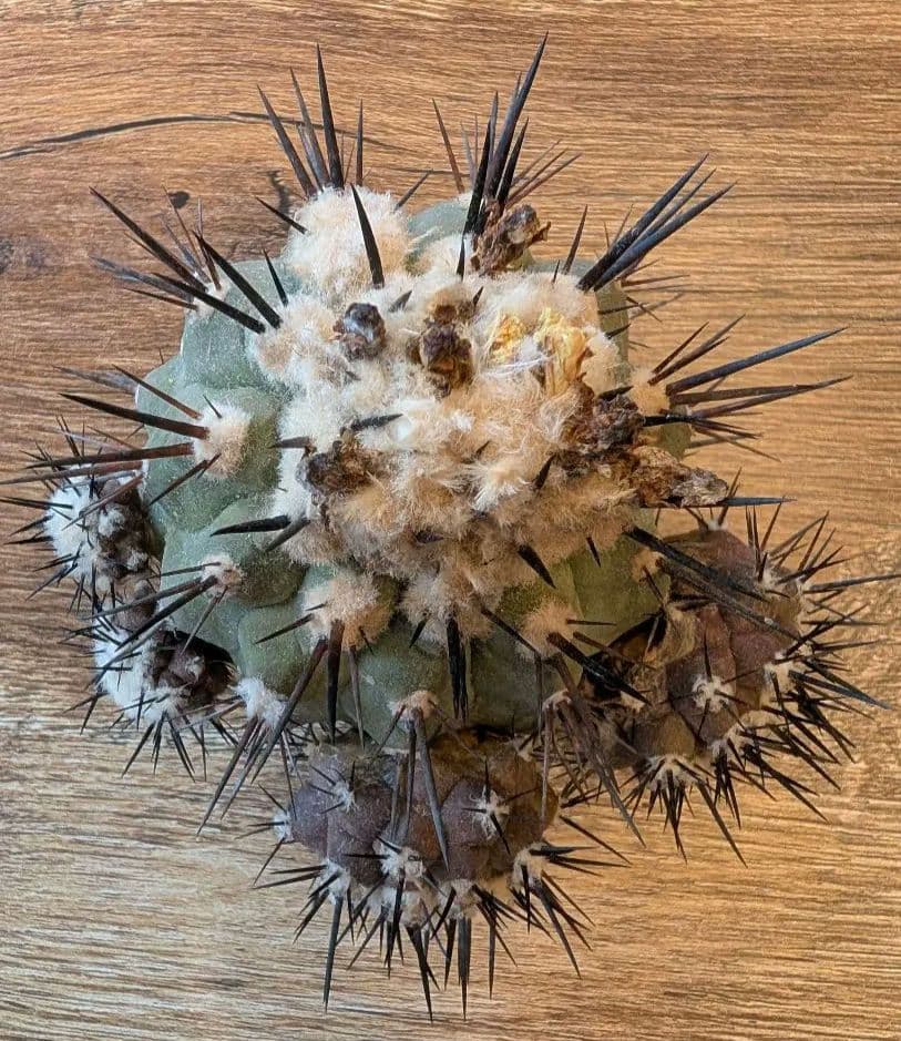 p*-様 【特選】コピアポア　シネレア　黒王丸 ⑦