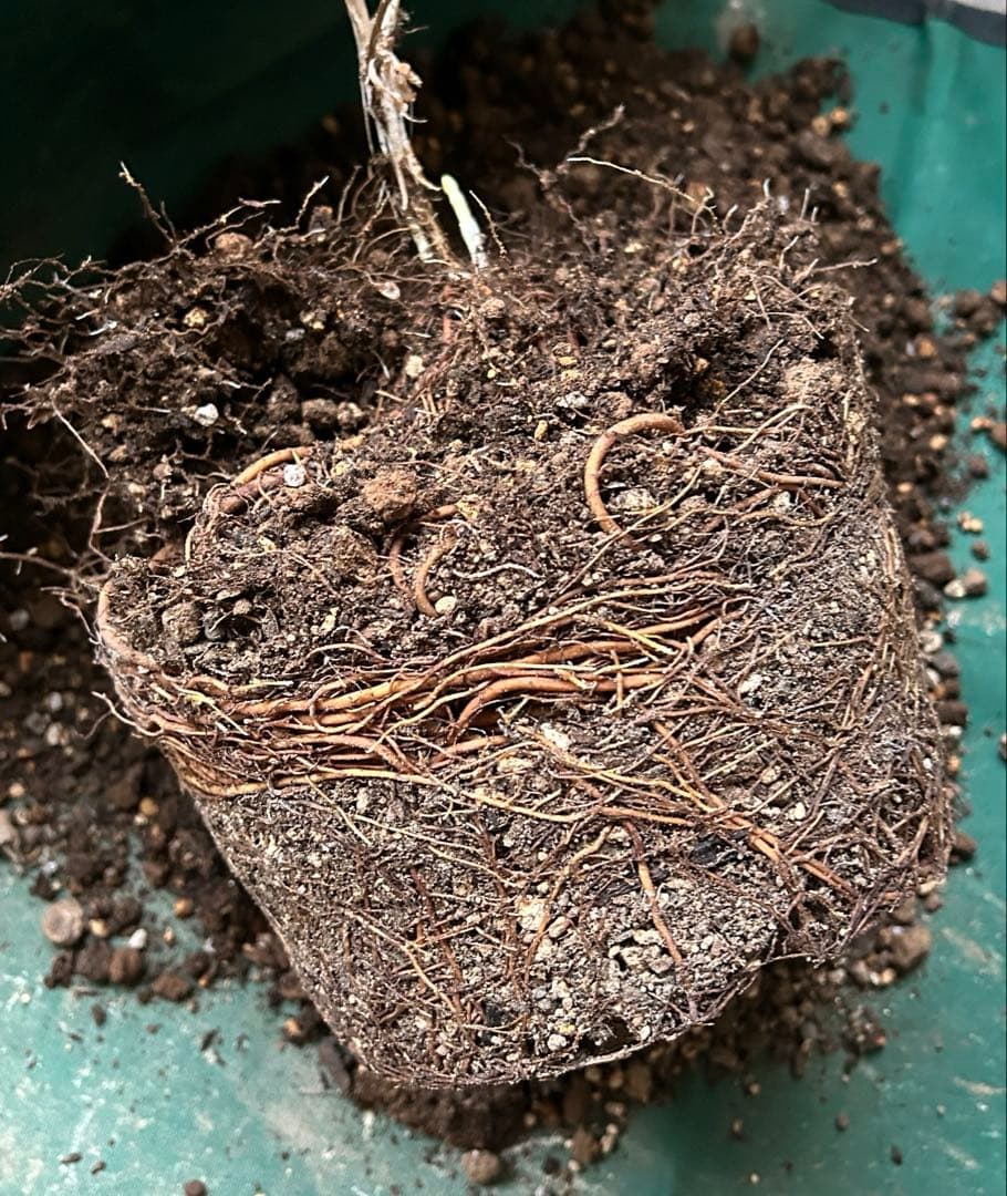 クレマチス　流星　8号苗