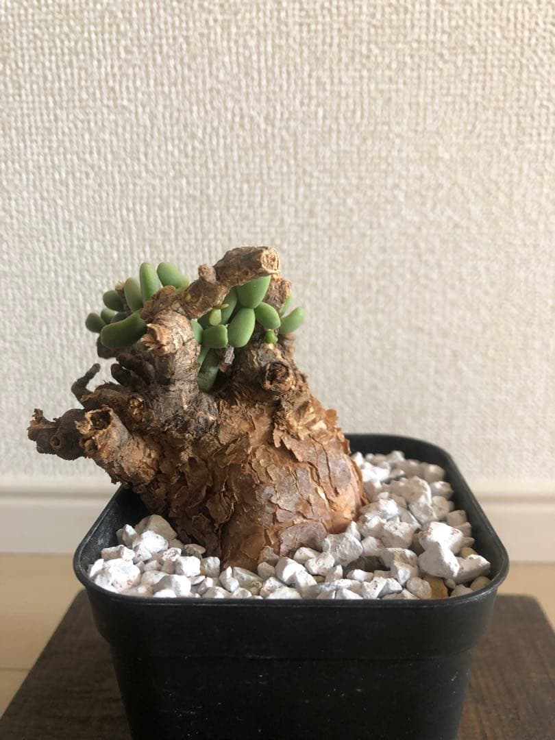 【塊根植物】ケラリアピグマエア現地株発根済み②Shun