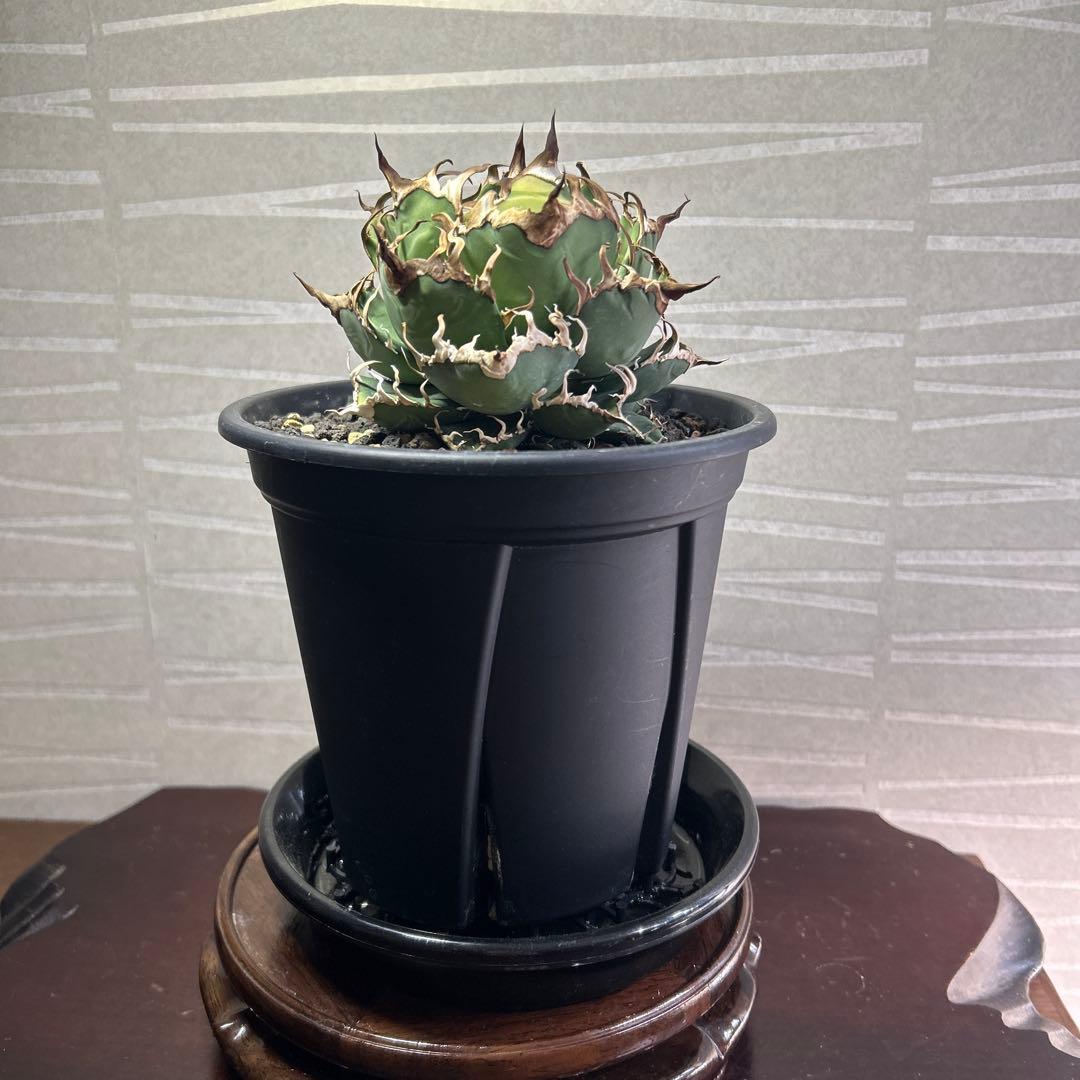 し*こ様 アガベチタノタ　シーザー凱旋　極上中株