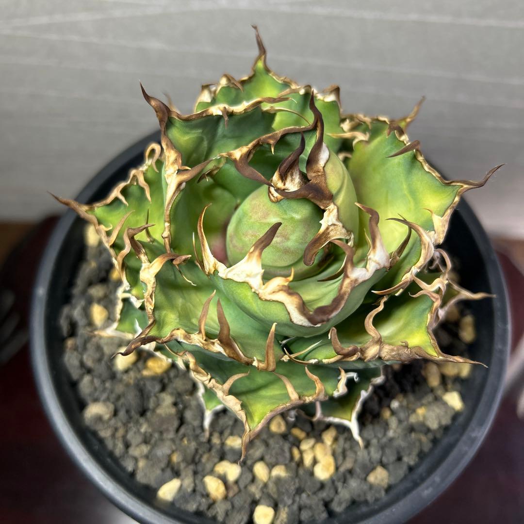 し*こ様 アガベチタノタ　シーザー凱旋　極上中株