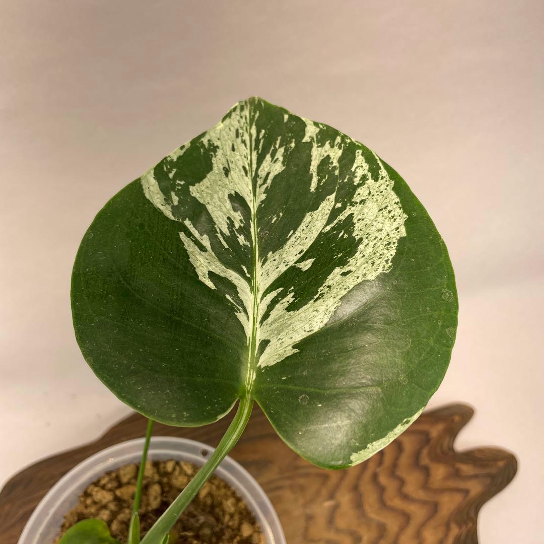 わ*ち様 L020品種保証！Bulbasaurモンステラ・フシギダネ　順化済み