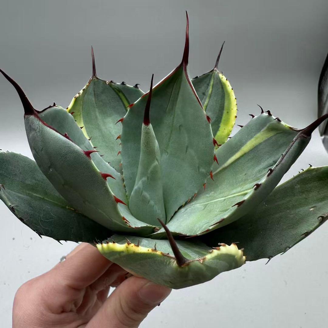 A*3様 多肉植物 アガベ パリー　変異株　コレクション株