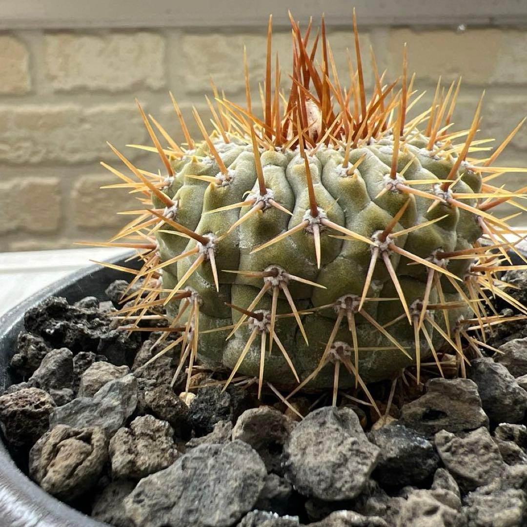 コピアポア　コルムナアルバ　孤竜丸　強棘　台付　発根済み