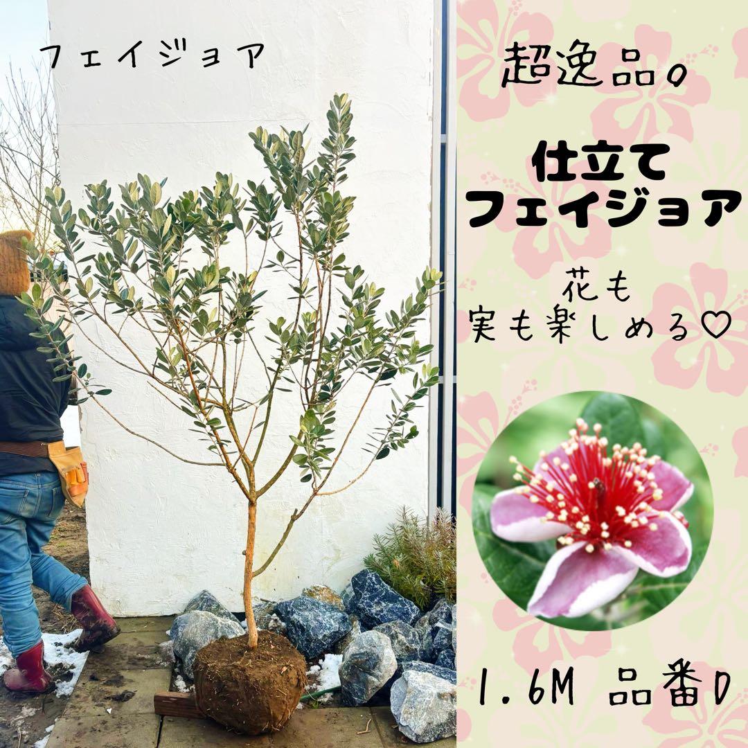 saTOshiおまとめリクエスト仕立てフェイジョア1.6M(鉢底から品番D