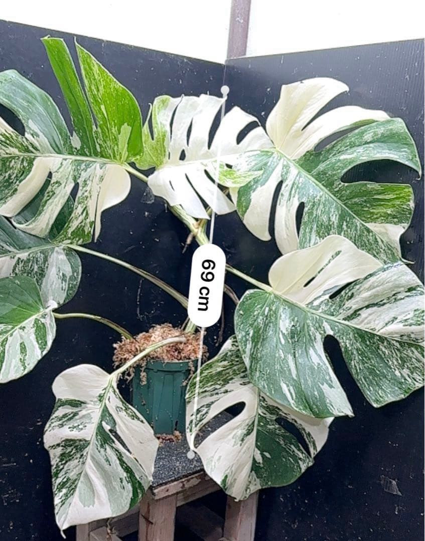 S*T様 斑入りモンステラ ホワイトタイガー極美大株69cm白斑多