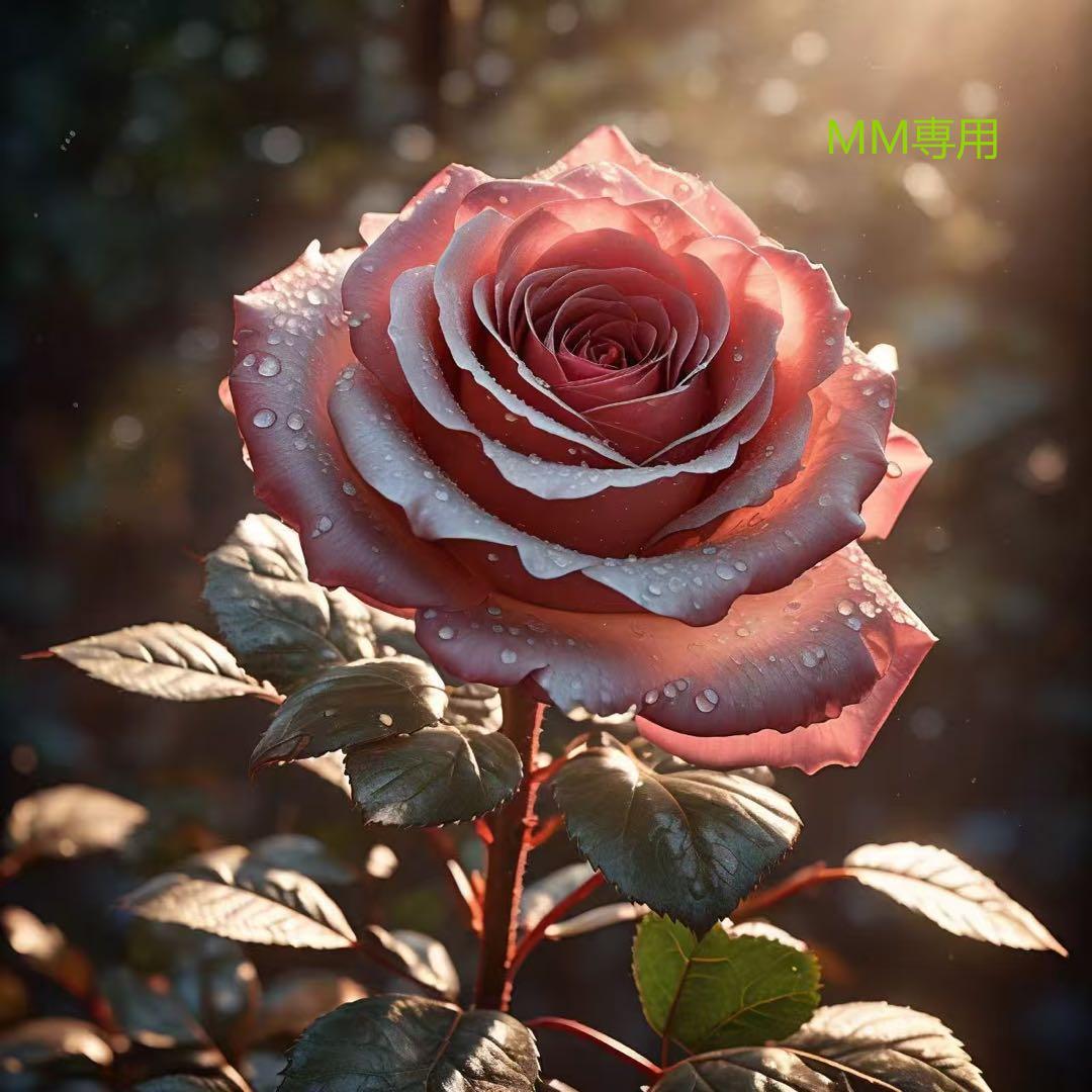 MM専用 ピンクとホワイトのバラ