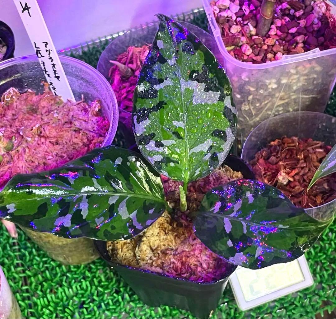 Aglaonema Pictumアンダマン.ナチュラ ポートブレア