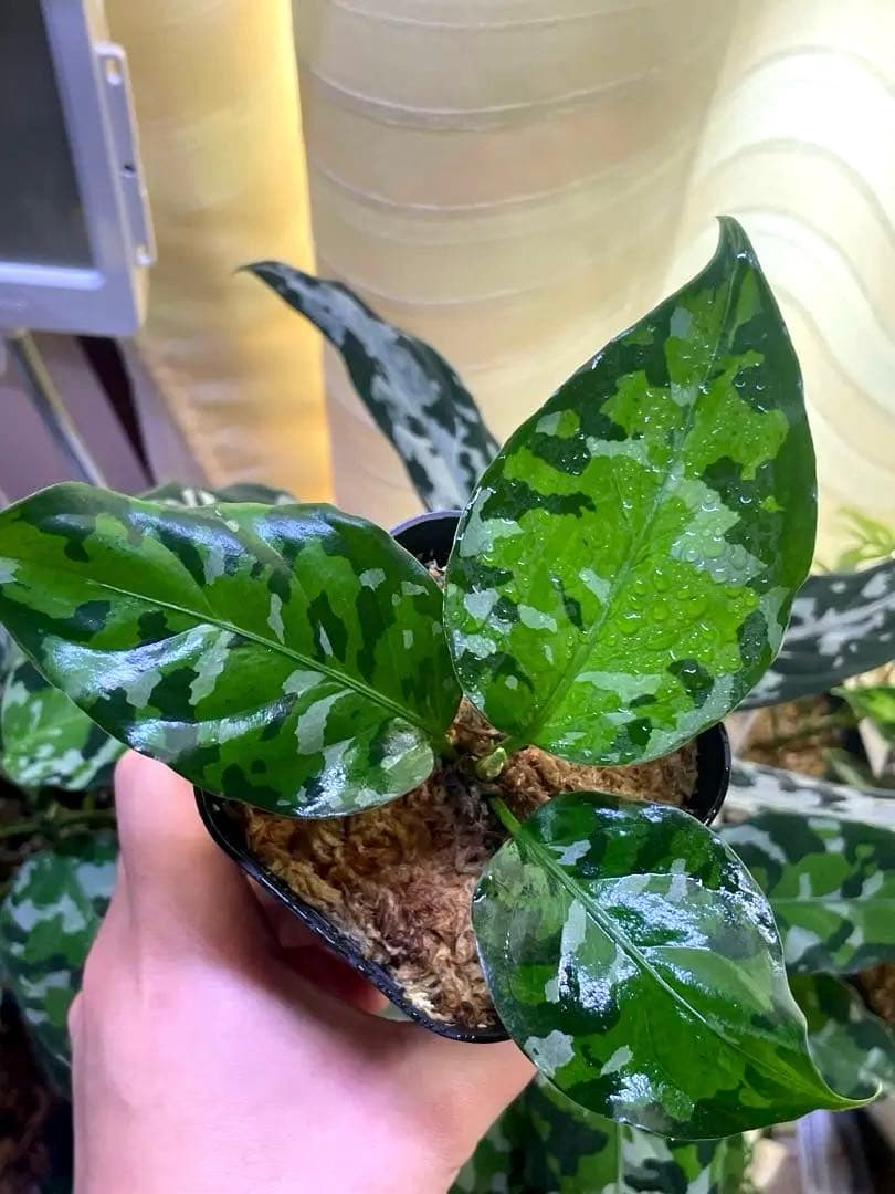 Aglaonema Pictumアンダマン.ナチュラ ポートブレア