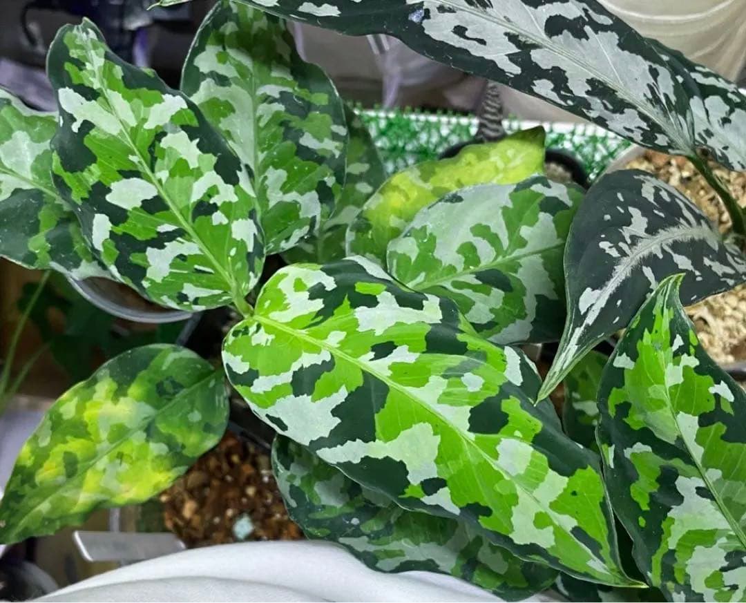 Aglaonema Pictumアンダマン.ナチュラ ポートブレア