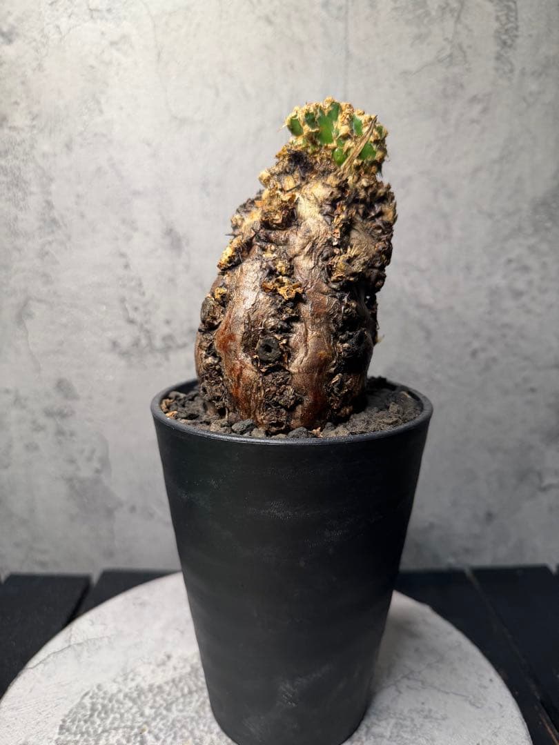 ユーフォルビア　ムランジーナ　発根済み