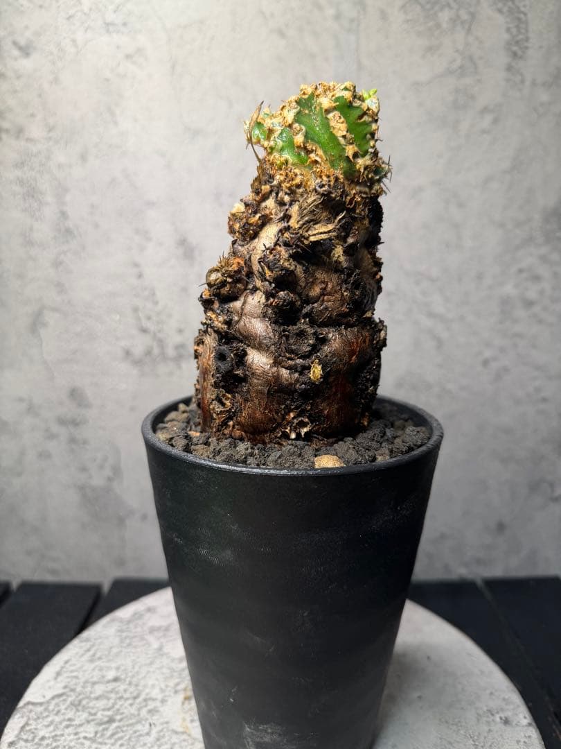 ユーフォルビア　ムランジーナ　発根済み