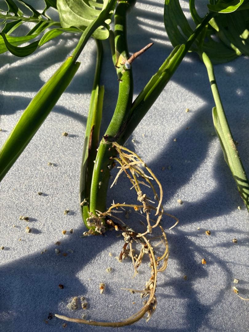 モンステラ エスケレート