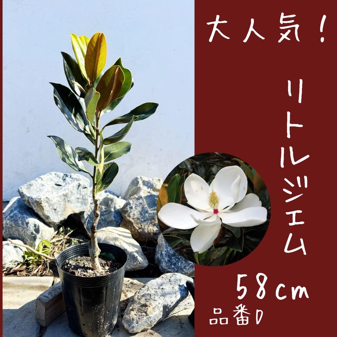 美形。リトルジェム 58cm(鉢底から)品番D