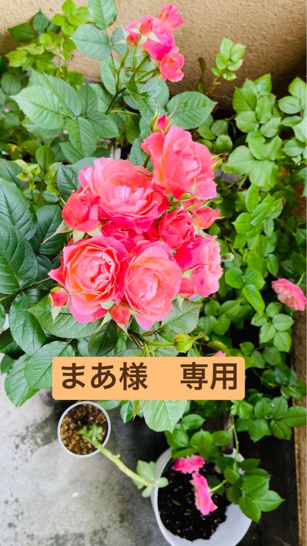 ピンクのバラ まあ