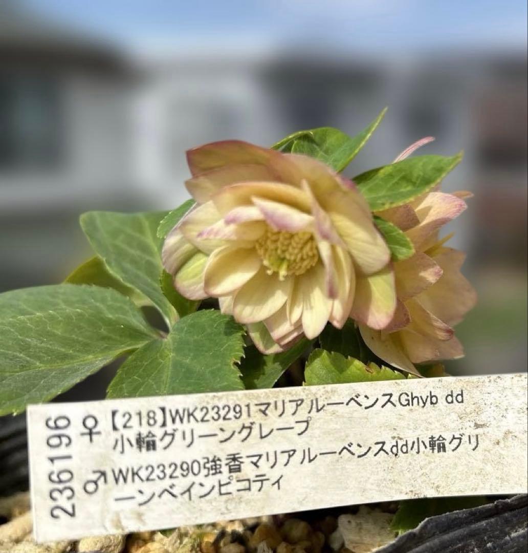 マリアルーベンス交配　加藤農園　クリスマスローズ　開花株　匿名発送　交配タグ付き